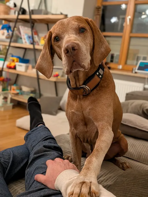 Jameson, a grey-muzzled Vizsla, sitting upright with one paw planted firmly on his human's arm